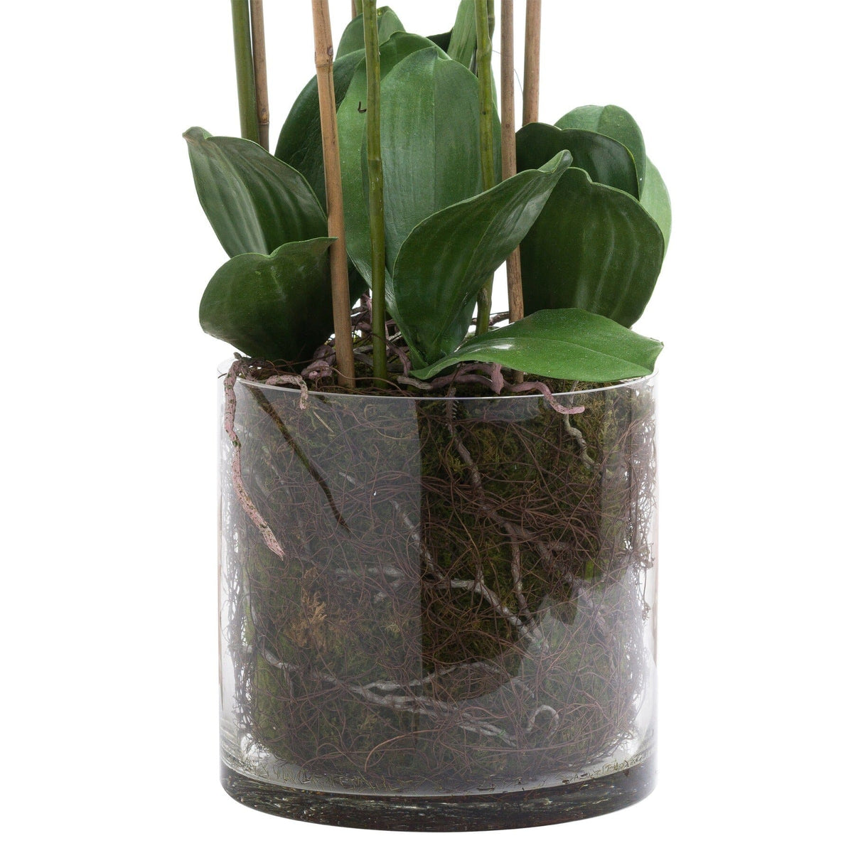 Large White Orchid in Glass Pot Accessories