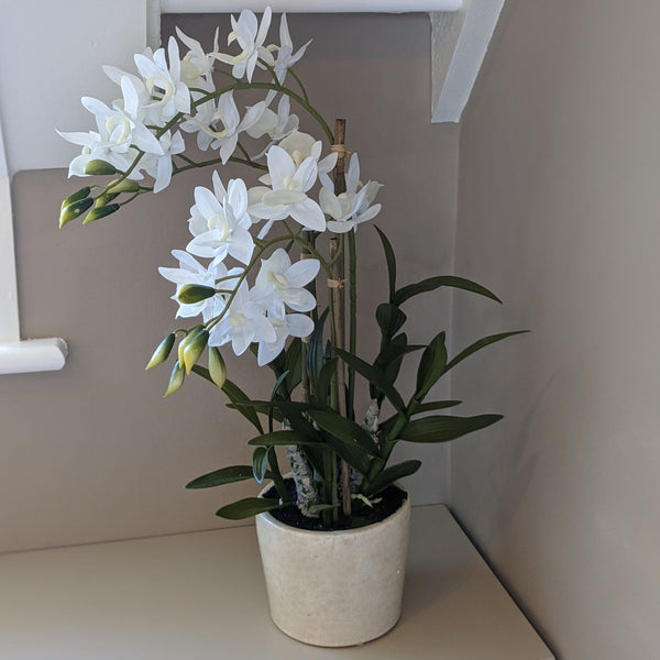 Large Potted Orchid - 56cm OB 