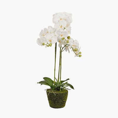 In Stock - Faux White Orchid in Moss Pot 
