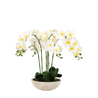 In Stock - Oversized Faux Orchid in White Cement Effect Pot Accessories 