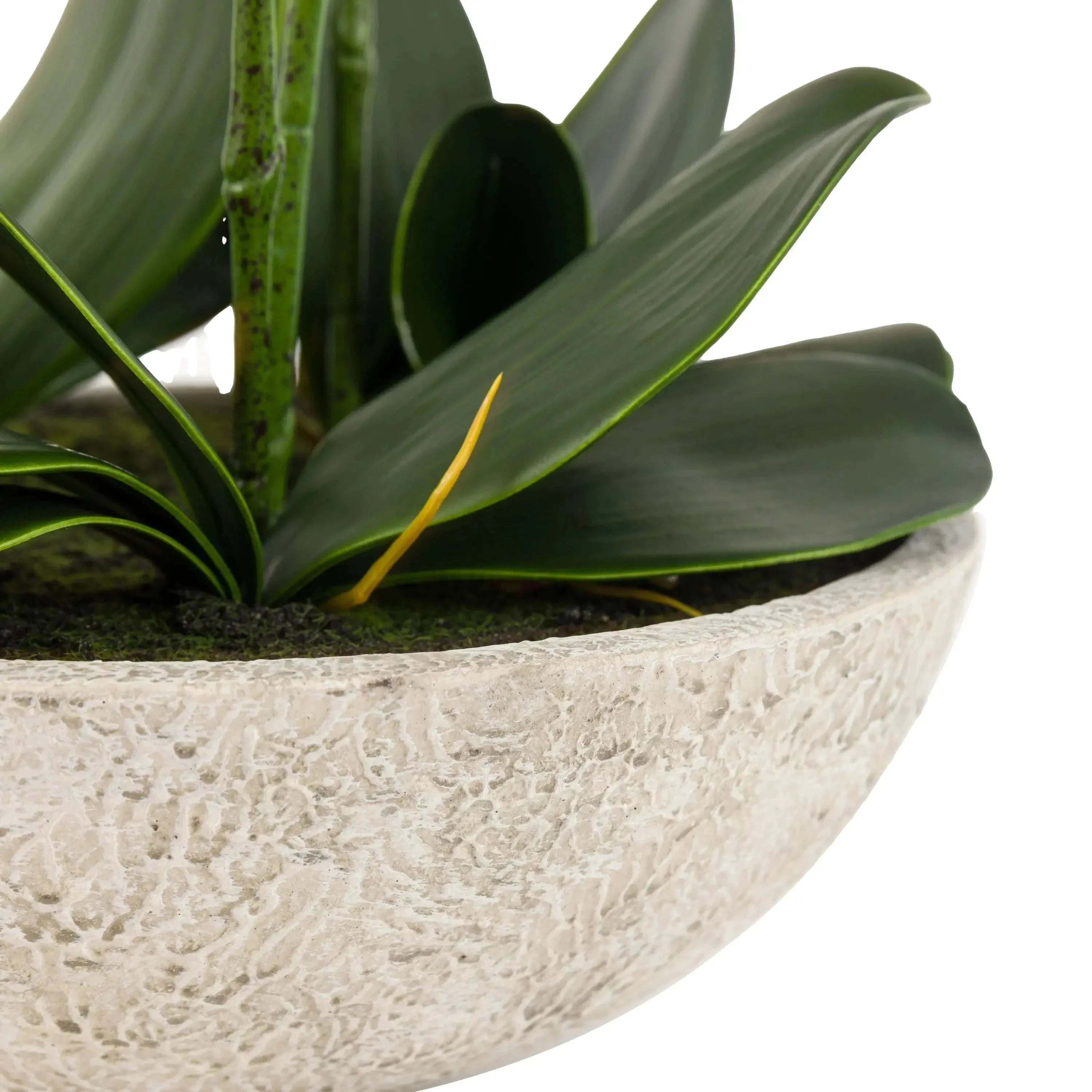In Stock - Oversized Faux Orchid in White Cement Effect Pot Accessories 