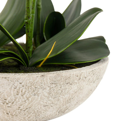 In Stock - Oversized Faux Orchid in White Cement Effect Pot Accessories 