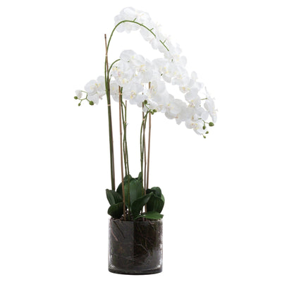 Large White Orchid in Glass Pot Accessories 