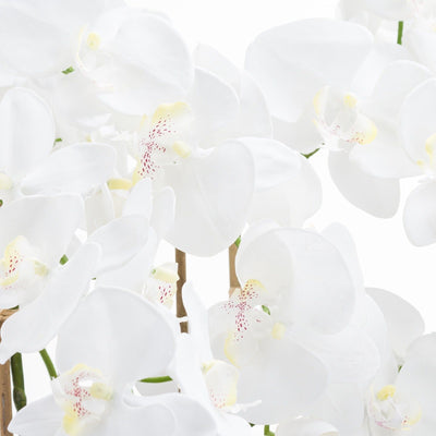 Large White Orchid in Glass Pot Accessories 