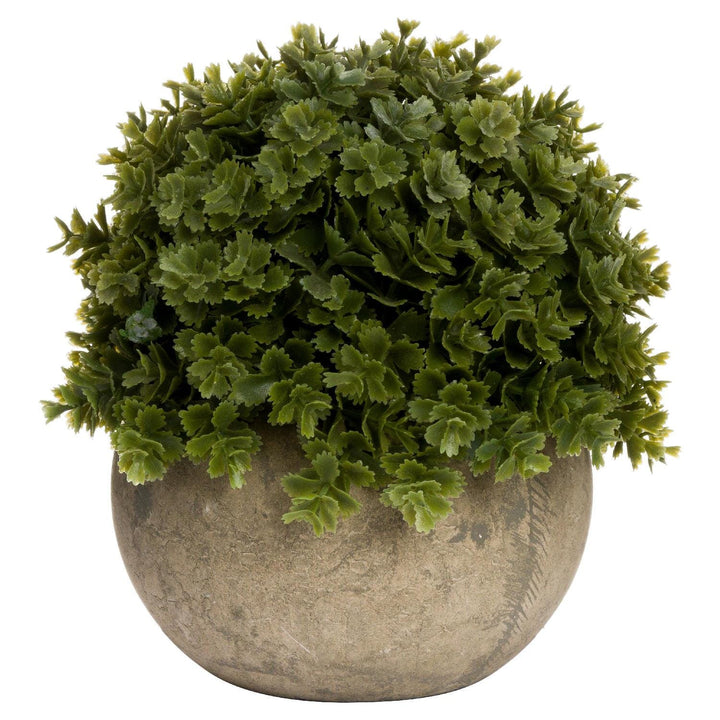 Hebe Veronica Plant in Stone Pot Florals and Plants 
