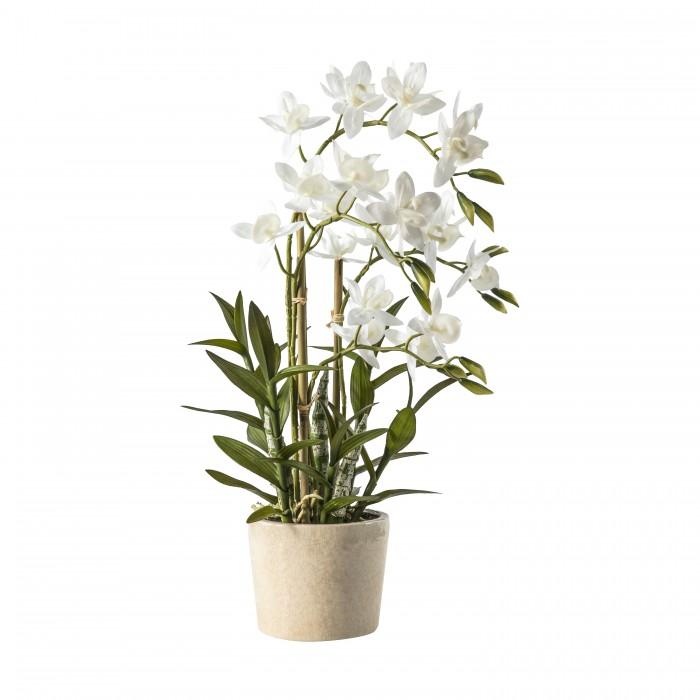 Large Potted Orchid - 56cm Florals and Plants 
