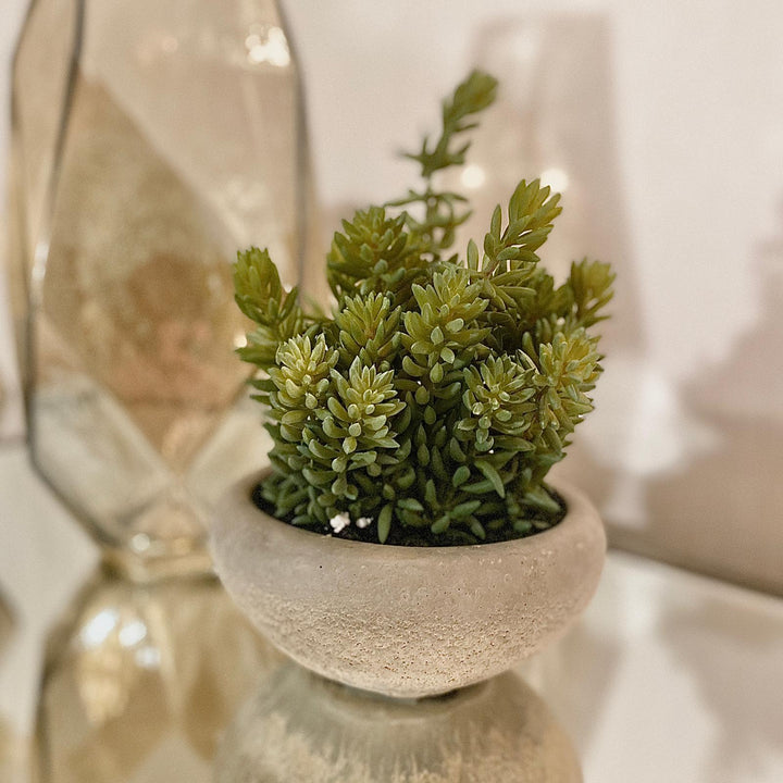 Large Sedum Green in Cement Bowl Accessories 
