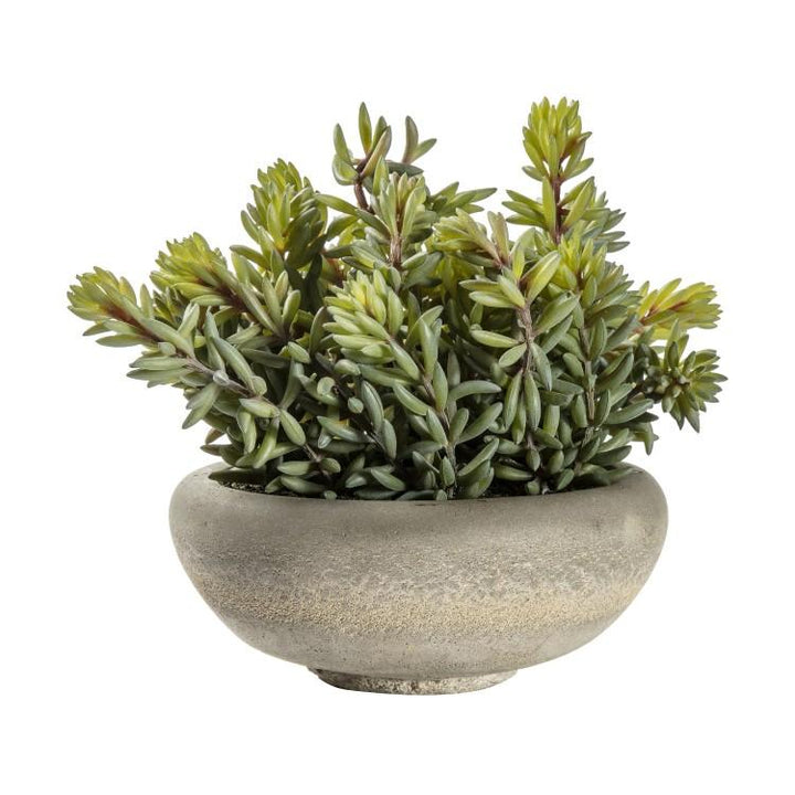 Large Sedum Green in Cement Bowl Florals 