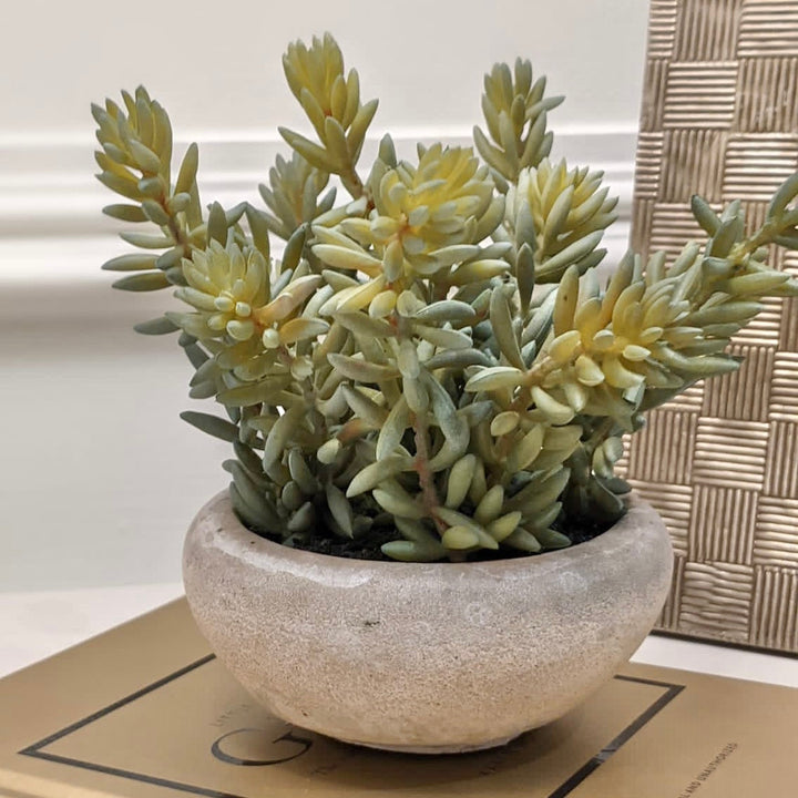 Medium Sedum Green in Cement Bowl Florals and Plants 