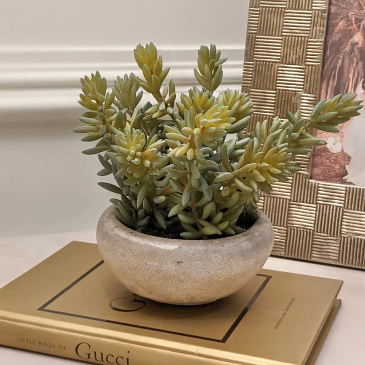 Medium Sedum Green in Cement Bowl Florals and Plants 