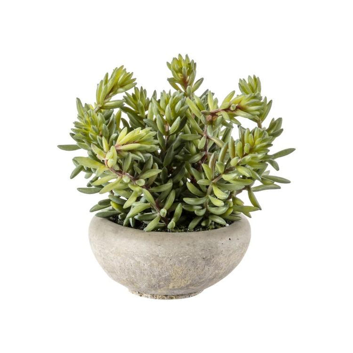 Medium Sedum Green in Cement Bowl Florals 